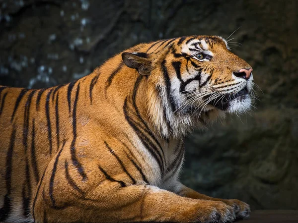 Close up Tiger. — Stock Photo, Image