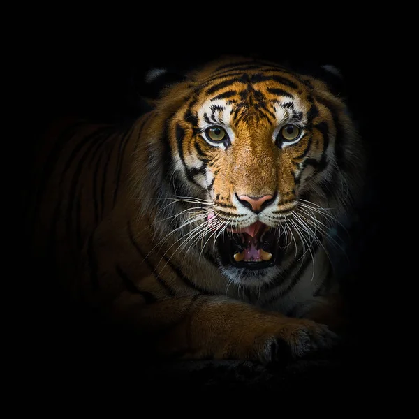 Fechar Tigres . — Fotografia de Stock