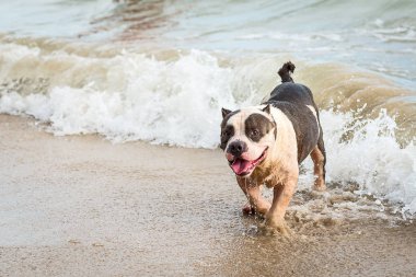 Pitbull terrier americano.