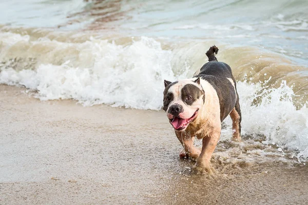 Pitbull terrier americano.