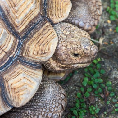 Kaplumbağalar kadar kapatın.