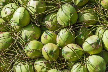 Yeşil küçük hindistan cevizi.