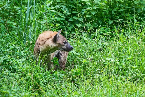 Gevlekte hyena in dierentuin. — Stockfoto