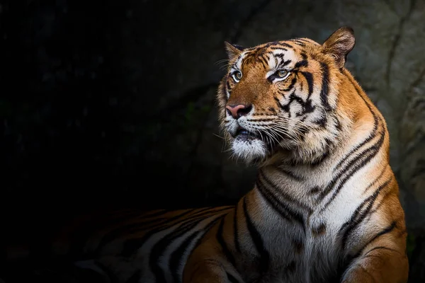 Close-up van de tijger. — Stockfoto