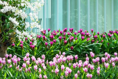 Siam lale ve orkide.