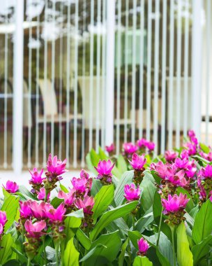 Siam çiçek açan Lale