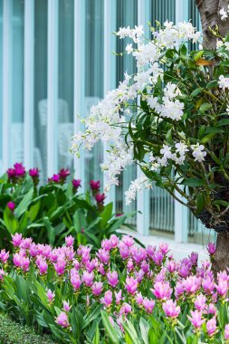 Bahçede çiçek açan orkide.