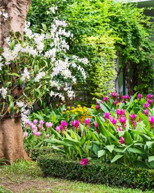 Siam lale ve orkide.