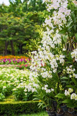 Bahçede çiçek açan orkide.