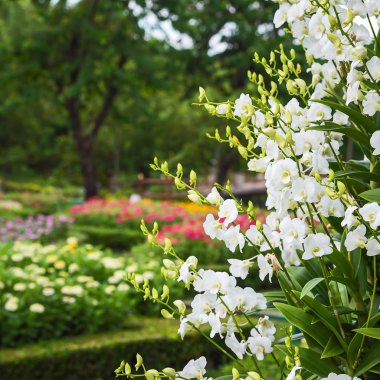 Bahçede beyaz orkide.