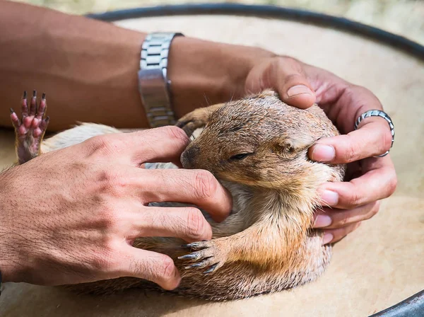 Närbild av präriehundar. — Stockfoto