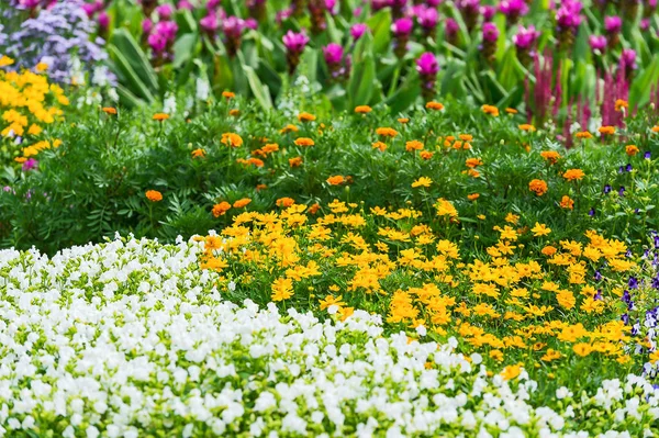 Barevný květ v zahradě. — Stock fotografie