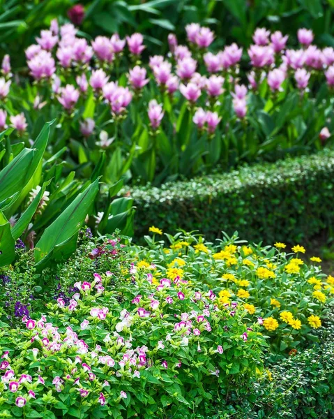 Színes virág a kertben. — Stock Fotó