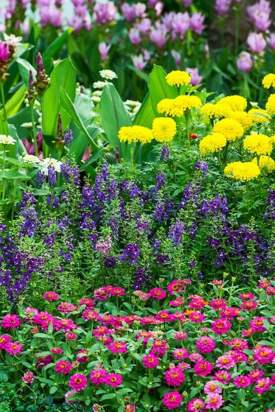 Kleurrijke bloem in de tuin. — Stockfoto