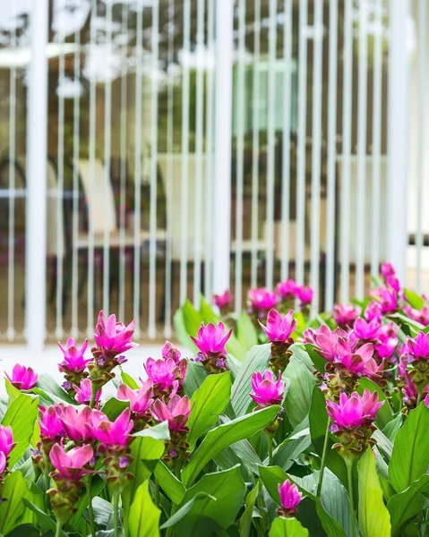 Siam çiçek açan Lale