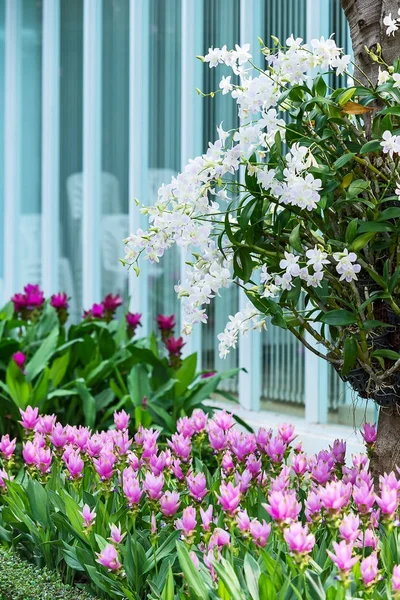 Bahçede çiçek açan orkide.