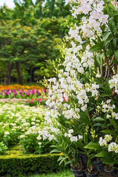 Bahçede çiçek açan orkide.