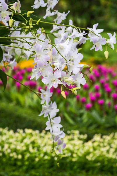 Bahçede beyaz orkide.