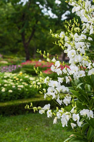 Bahçede çiçek açan orkide.