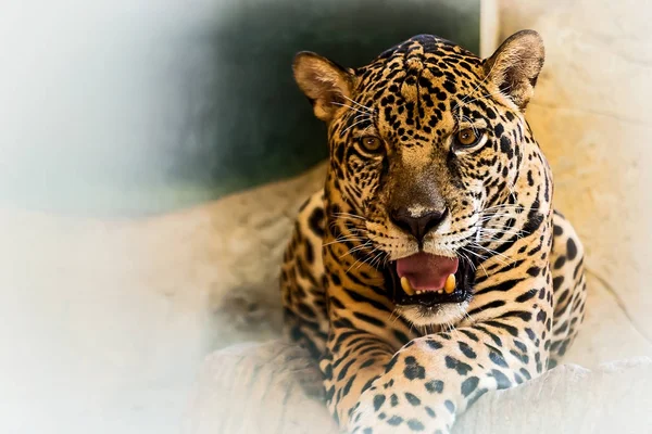 Bliska jaguar. — Zdjęcie stockowe