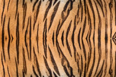 güzel kaplan kürk.