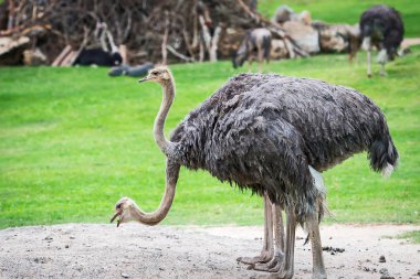 Devekuşları kadar kapatın,