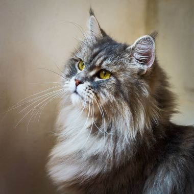 Farsça kedi sit up kapatın.