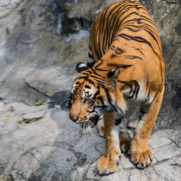 Zblízka tygr. — Stock fotografie