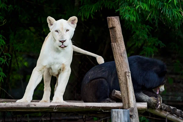 Lion and bear. — Stock Photo, Image