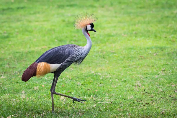 Grúa de corona gris . —  Fotos de Stock