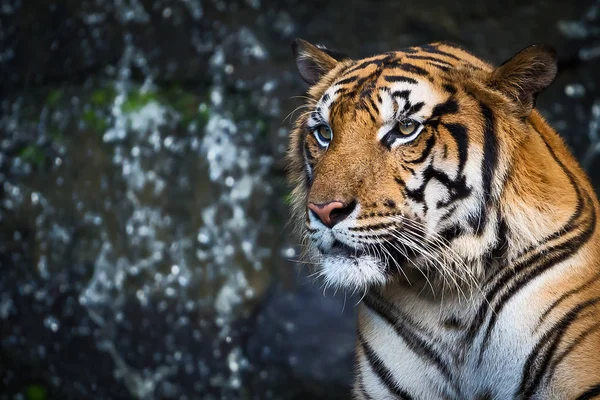 Close-up van de tijger. — Stockfoto
