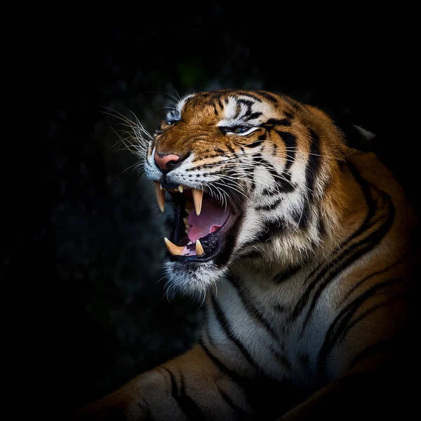 Gros plan tigre . — Photo