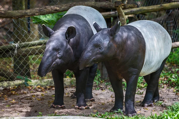 Cerrar tapir malayo . — Foto de Stock
