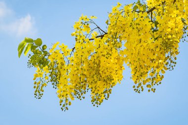 Cassia fistül çiçek.