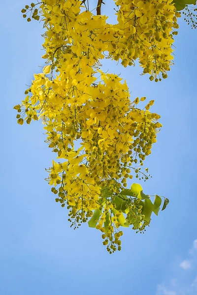 Cassia-Fistelblüte. — Stockfoto