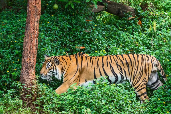 The nature of the tiger. — Stock Photo, Image