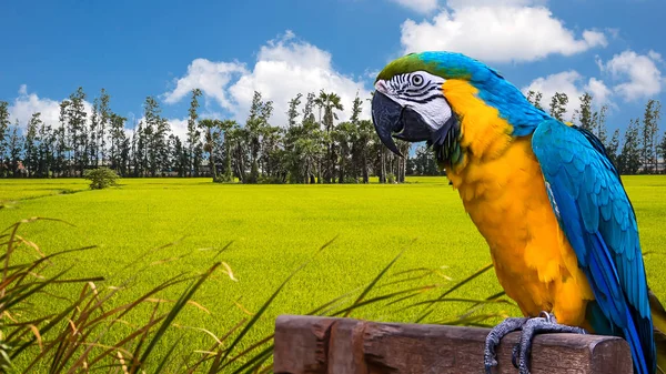 Niebieski i żółty Macaw. — Zdjęcie stockowe