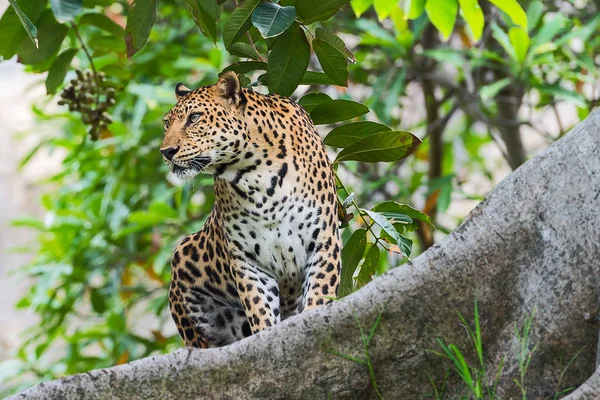 Közelről leopárd — Stock Fotó