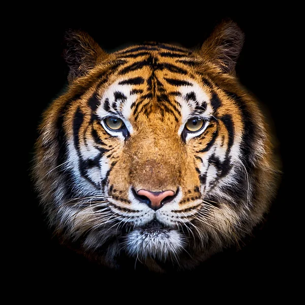 Закрыть тигра . — стоковое фото