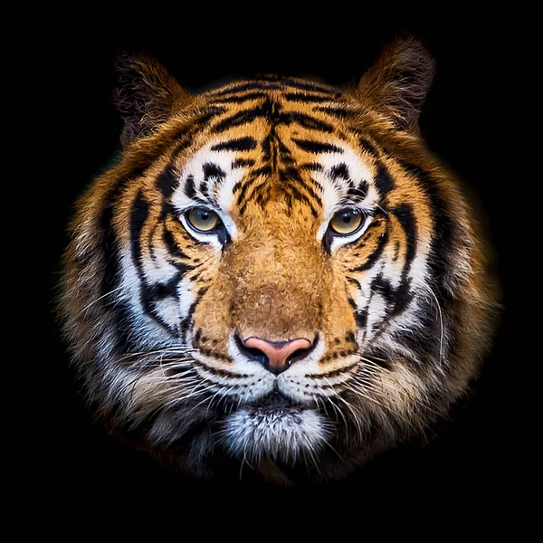 Närbild tiger. — Stockfoto