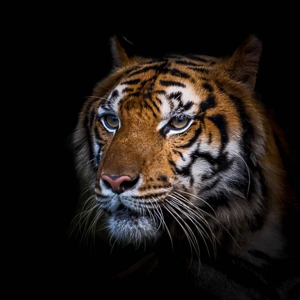 Close-up van de tijger. — Stockfoto