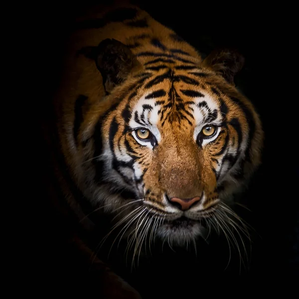 Close-up van de tijger. — Stockfoto