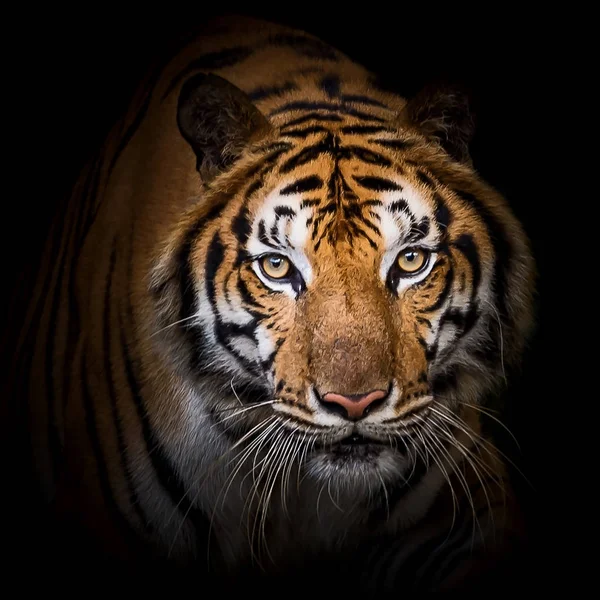 Közelről tigris. — Stock Fotó