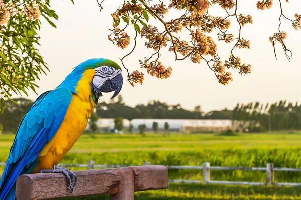 Niebieski i żółty Macaw. — Zdjęcie stockowe