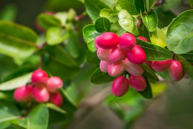 Carissa Carandas kadar kapatın.