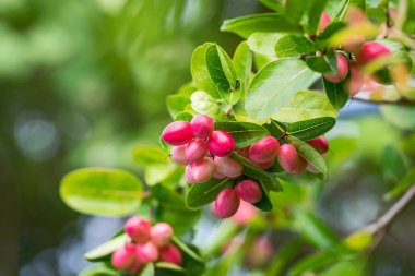 Carissa Carandas kadar kapatın.