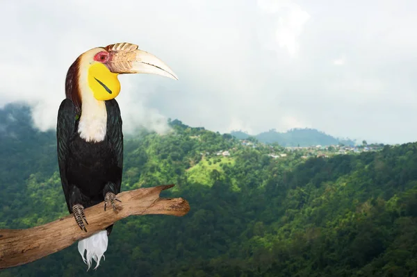 Εσωτερικη Toucan πουλί. — Φωτογραφία Αρχείου