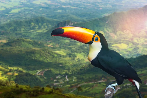 Gros plan Oiseau toucan . — Photo