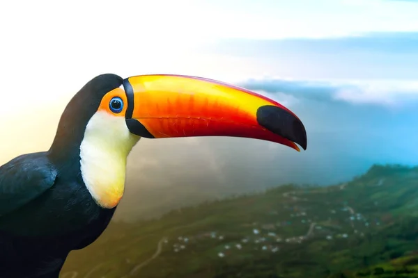 Gros plan Oiseau toucan . — Photo