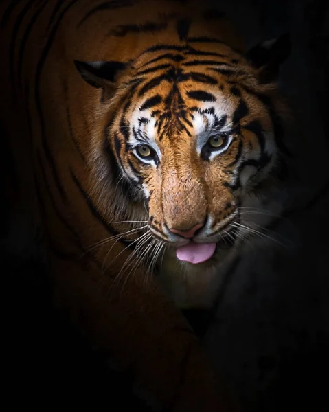 Close-up van de tijger. — Stockfoto